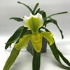 paphiopedilum insigne f 